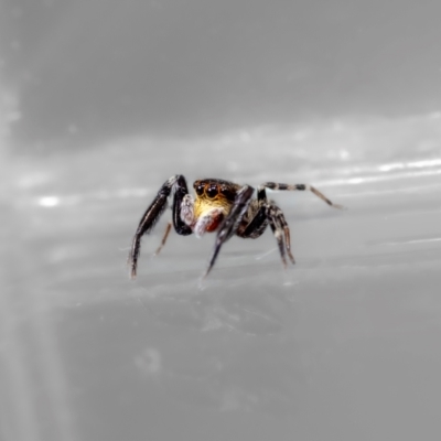 Sondra sp. (genus) (A jumping spider) at QPRC LGA - 6 Apr 2024 by MarkT
