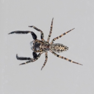 Sondra sp. (genus) at suppressed - 6 Apr 2024