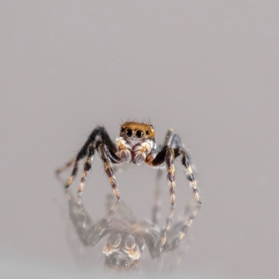 Maratus griseus (Jumping spider) at Jerrabomberra, NSW - 6 Apr 2024 by MarkT