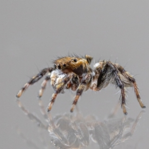 Maratus griseus at QPRC LGA - 6 Apr 2024