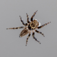 Maratus griseus at QPRC LGA - 6 Apr 2024