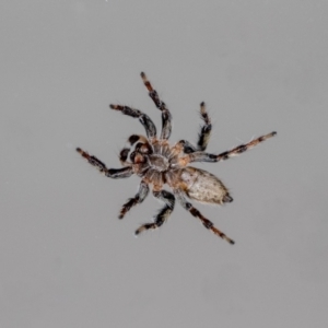 Maratus griseus at QPRC LGA - 6 Apr 2024