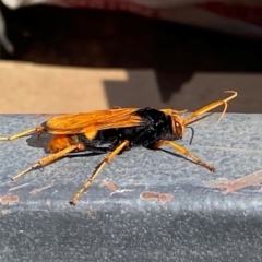 Cryptocheilus bicolor (Orange Spider Wasp) at Namarag NR - 8 Apr 2024 by SteveBorkowskis