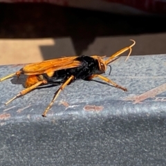 Cryptocheilus bicolor at Whitlam, ACT - 8 Apr 2024 11:40 AM