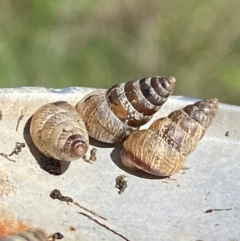 Cochlicella barbara (Small Pointed Snail) at Molonglo River Reserve - 8 Apr 2024 by SteveBorkowskis