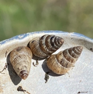 Cochlicella barbara at Molonglo River Reserve - 8 Apr 2024