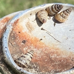 Cochlicella barbara at Molonglo River Reserve - 8 Apr 2024