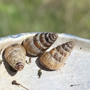 Cochlicella barbara at Molonglo River Reserve - 8 Apr 2024 12:01 PM