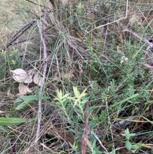 Styphelia triflora at Mount Majura - 8 Apr 2024