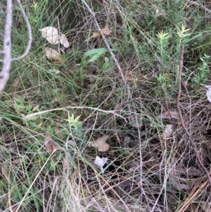 Styphelia triflora at Mount Majura - 8 Apr 2024