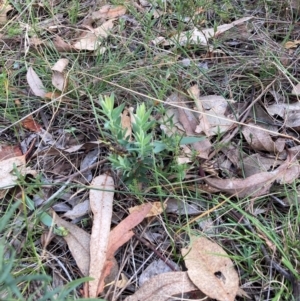 Styphelia triflora at Mount Majura - 8 Apr 2024