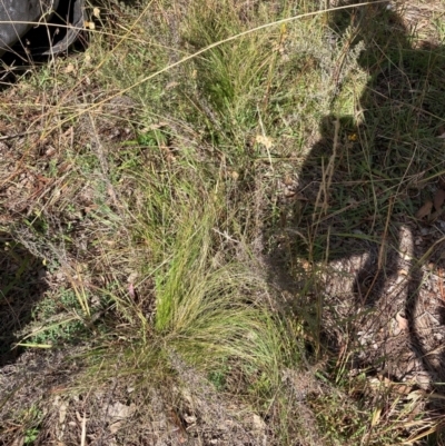 Nassella trichotoma (Serrated Tussock) at Watson, ACT - 8 Apr 2024 by waltraud