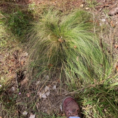 Nassella trichotoma (Serrated Tussock) at Watson, ACT - 8 Apr 2024 by waltraud