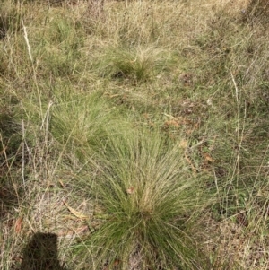 Nassella trichotoma at Mount Majura - 8 Apr 2024