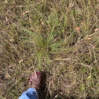 Nassella trichotoma (Serrated Tussock) at Watson, ACT - 8 Apr 2024 by waltraud