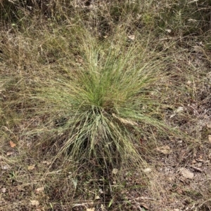 Eragrostis curvula at Mount Majura - 8 Apr 2024 12:51 PM