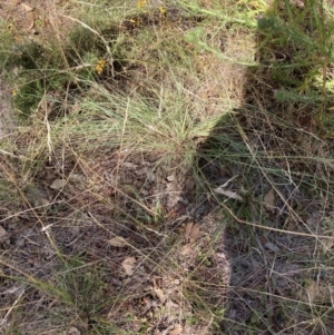 Eragrostis curvula at Mount Majura - 8 Apr 2024