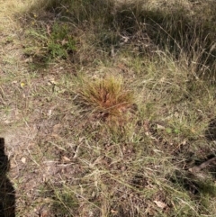 Eragrostis curvula at Mount Majura - 8 Apr 2024 12:51 PM