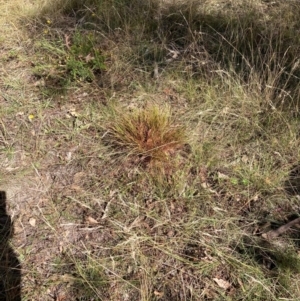 Eragrostis curvula at Mount Majura - 8 Apr 2024