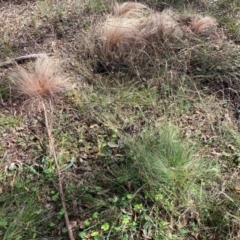 Nassella trichotoma (Serrated Tussock) at Watson, ACT - 8 Apr 2024 by waltraud