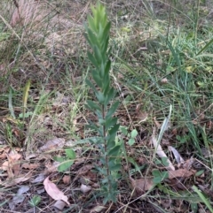 Styphelia triflora (Five-corners) at Watson, ACT - 8 Apr 2024 by waltraud