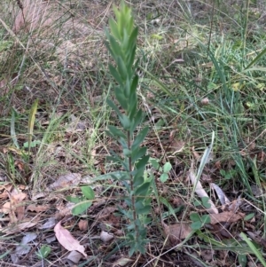 Styphelia triflora at Mount Majura - 8 Apr 2024
