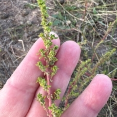 Dysphania pumilio (Small Crumbweed) at Yarralumla, ACT - 8 Apr 2024 by lbradley