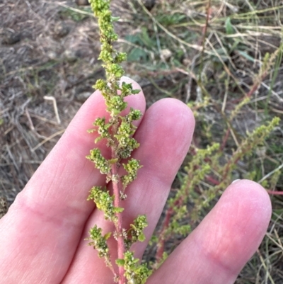 Dysphania pumilio (Small Crumbweed) at Aranda Bushland - 8 Apr 2024 by lbradley