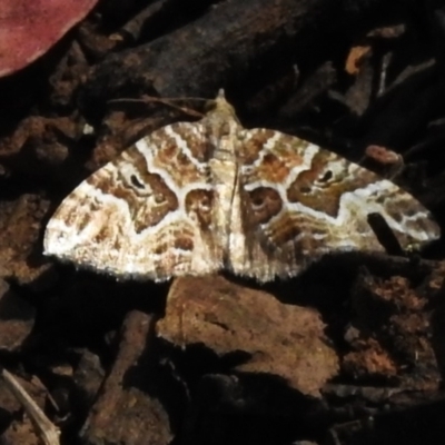 Chrysolarentia interruptata (Boxed Carpet Moth) at Cotter River, ACT - 3 Apr 2024 by JohnBundock