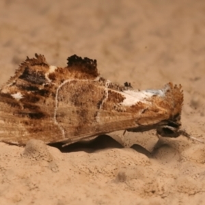 Arrade leucocosmalis at Ainslie, ACT - 12 Jan 2024