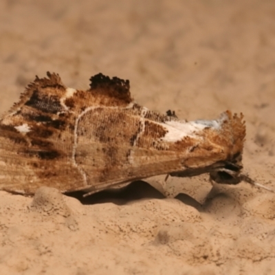 Arrade leucocosmalis (A Hypeninae moth) at Ainslie, ACT - 12 Jan 2024 by jb2602