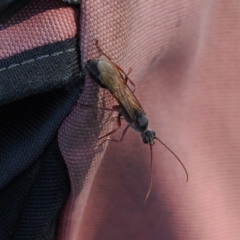 Myrmecia sp. (genus) (Bull ant or Jack Jumper) at Kenny, ACT - 22 Mar 2024 by RAllen