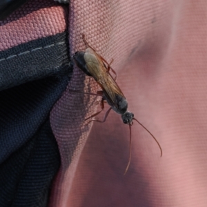 Myrmecia sp., pilosula-group at Goorooyarroo NR (ACT) - 22 Mar 2024