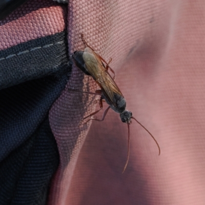 Unidentified Wasp (Hymenoptera, Apocrita) at Goorooyarroo NR (ACT) - 22 Mar 2024 by RAllen