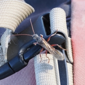 Myrmecia sp. (genus) at Goorooyarroo NR (ACT) - 22 Mar 2024