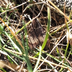 Uresiphita ornithopteralis at Goorooyarroo NR (ACT) - 22 Mar 2024