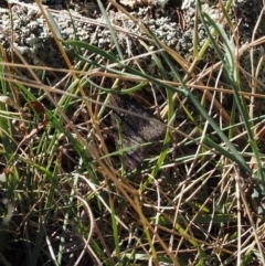 Uresiphita ornithopteralis at Goorooyarroo NR (ACT) - 22 Mar 2024