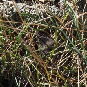 Uresiphita ornithopteralis at Goorooyarroo NR (ACT) - 22 Mar 2024