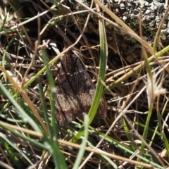 Uresiphita ornithopteralis at Goorooyarroo NR (ACT) - 22 Mar 2024