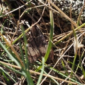 Uresiphita ornithopteralis at Goorooyarroo NR (ACT) - 22 Mar 2024