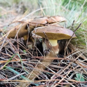 Suillus luteus at QPRC LGA - 8 Apr 2024