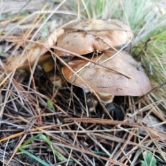 Suillus luteus at QPRC LGA - 8 Apr 2024 03:59 PM