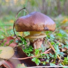 Suillus luteus at QPRC LGA - 8 Apr 2024 03:59 PM