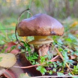 Suillus luteus at QPRC LGA - 8 Apr 2024