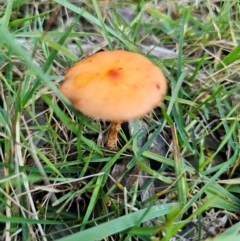 Leratiomyces ceres (Red Woodchip Fungus) at QPRC LGA - 8 Apr 2024 by Csteele4