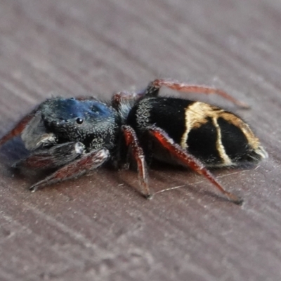 Apricia jovialis (Jovial jumping spider) at Hall, ACT - 8 Apr 2024 by Anna123