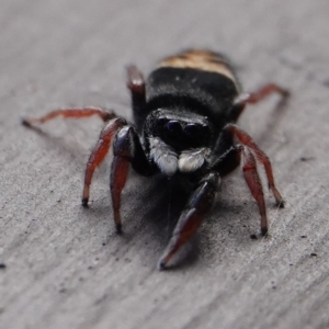 Apricia jovialis at Hall, ACT - 8 Apr 2024 03:39 PM