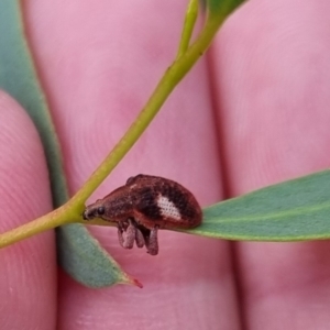 Gonipterus pulverulentus at QPRC LGA - 7 Apr 2024