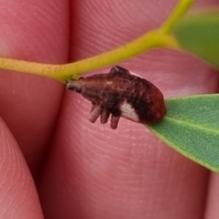 Gonipterus pulverulentus at QPRC LGA - 7 Apr 2024