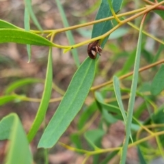 Gonipterus pulverulentus at QPRC LGA - 7 Apr 2024